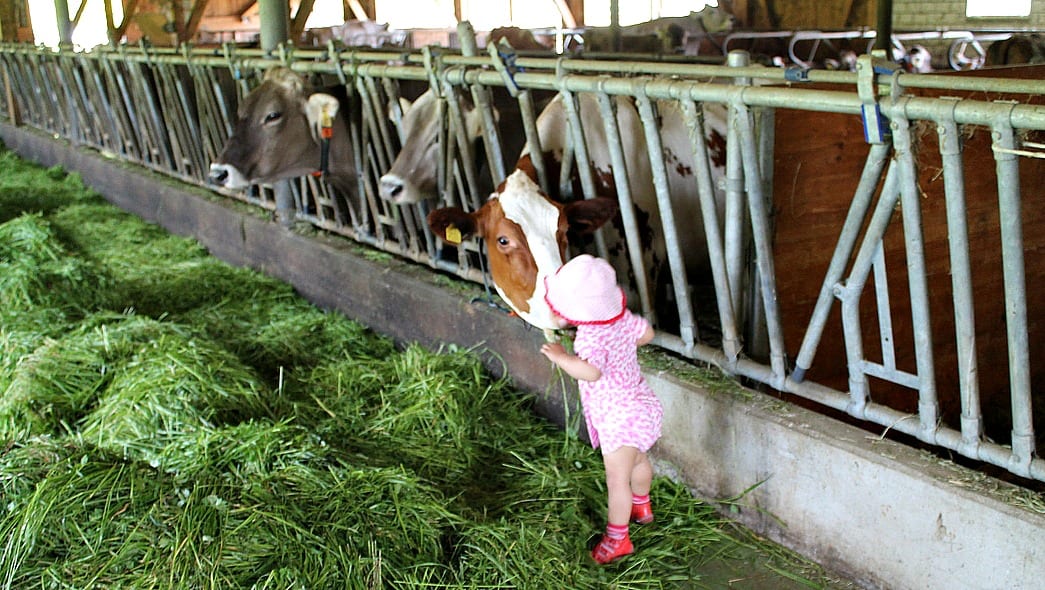 Active Dairy Farm on Mt. Rigi Tour